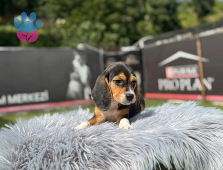 Beagle Dişi ve Erkek Yavrularımız - 9735 - Görsel 2