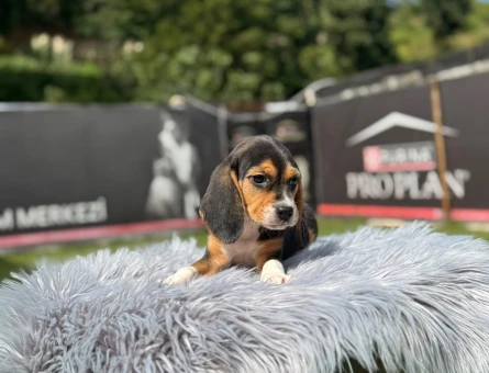 Beagle Dişi ve Erkek Yavrularımız - 9735