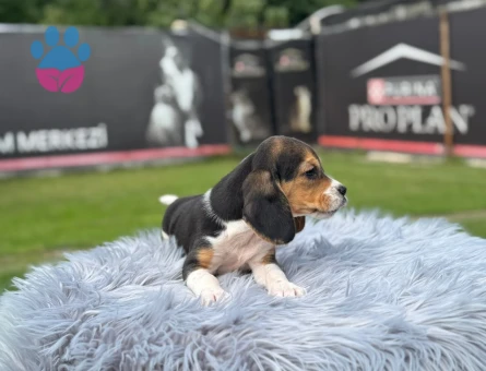 Beagle Dişi ve Erkek Yavrularımız - 9735 - Görsel 3