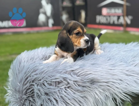 Beagle Dişi ve Erkek Yavrularımız - 9735 - Görsel 4