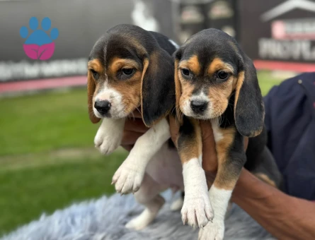 Beagle Safkan Yavrularımız Hazır Yeni Yuvası İçin - 9736 - Görsel 3