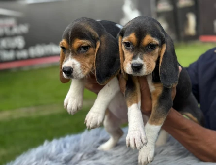 Beagle Safkan Yavrularımız Hazır Yeni Yuvası İçin - 9736