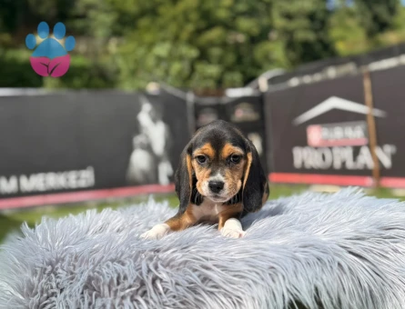Beagle Safkan Yavrularımız Hazır Yeni Yuvası İçin - 9736 - Görsel 4