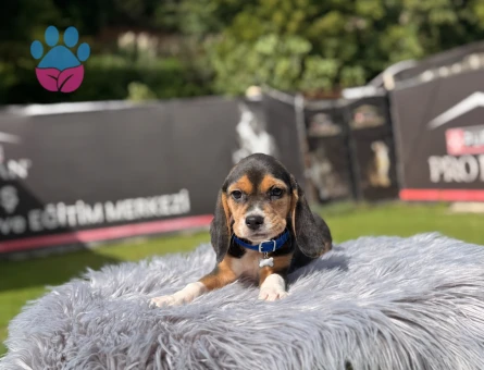 Muhteşem Oyuncu Beagle Yavrularımız - 9737 - Görsel 3