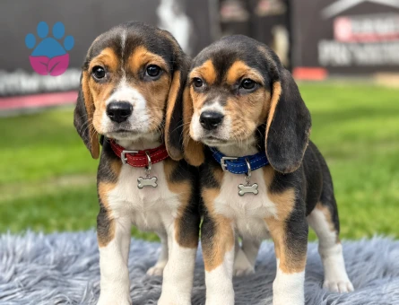 Mükemmel Kalite Beagle Safkan Yavrularımız - 9738 - Görsel 2