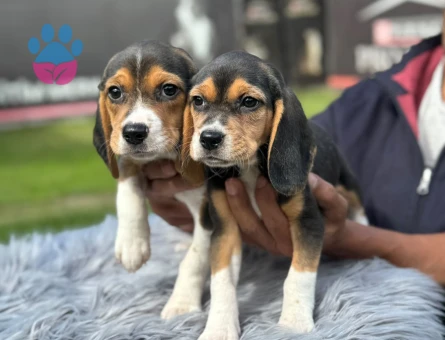 Mükemmel Kalite Beagle Safkan Yavrularımız - 9738 - Görsel 4