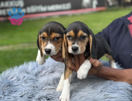 Mükemmel Kalite Beagle Safkan Yavrularımız - 9738 - Görsel 3