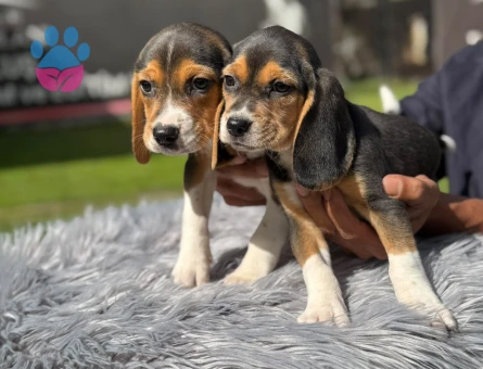 Beagle Yavrularımız 2 Aylıklar - 9739