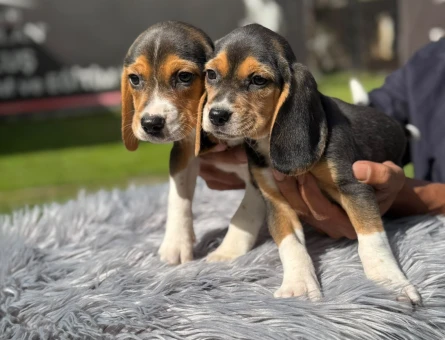 Beagle Yavrularımız 2 Aylıklar - 9739