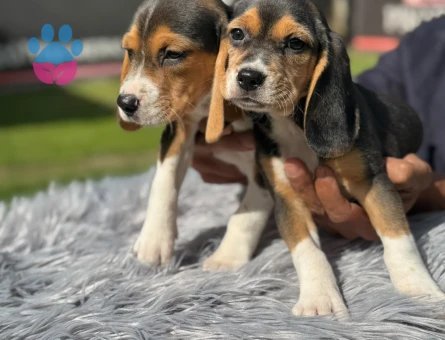 Beagle Yavrularımız 2 Aylıklar - 9739 - Görsel 3