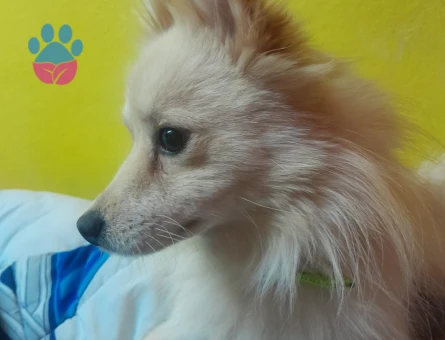 Pomerian stipz - 9740