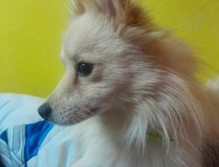 Pomerian stipz - 9740