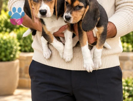Sevimli Beagle Dişi ve Erkek Yavrularımız - 9741 - Görsel 2