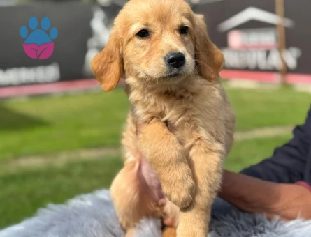 Golden Retriever Kızıl Renk Yavrumuz - 9742 - Görsel 3