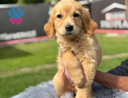 Golden Retriever Kızıl Renk Yavrumuz - 9742 - Görsel 2