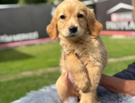 Golden Retriever Kızıl Renk Yavrumuz - 9742