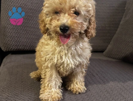 3 aylık poodle - 9744 - Görsel 2