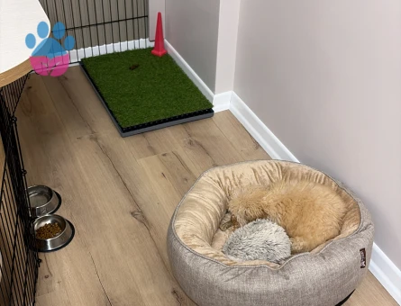 3 aylık poodle - 9744 - Görsel 3