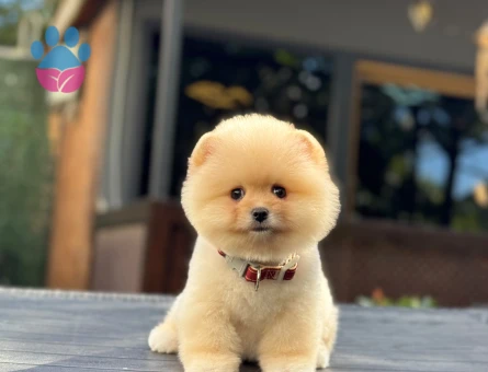 Pomeranian mini dişi yavrumuz - 9745 - Görsel 2