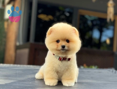 Pomeranian mini dişi yavrumuz - 9745 - Görsel 4