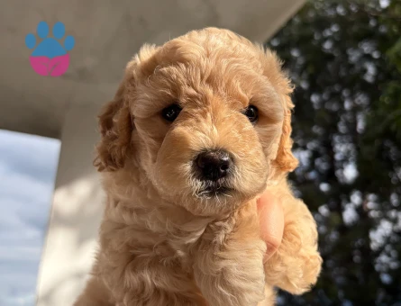 Toy poodle - 9748