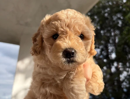 Toy poodle - 9748