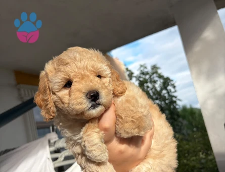 Toy poodle - 9748 - Görsel 3