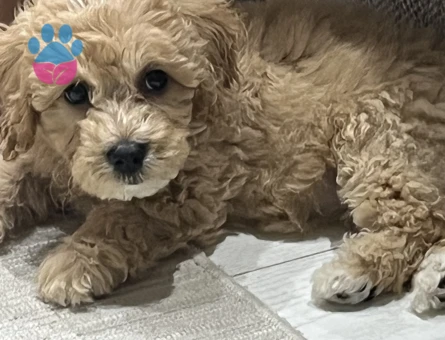 Toypoodle dişi - 9749 - Görsel 2