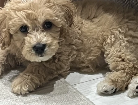 Toypoodle dişi - 9749