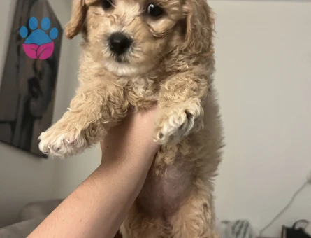 Toypoodle dişi - 9749 - Görsel 3