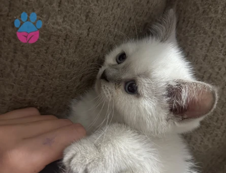 2 aylık bırıtısh yavru kedi - 9751 - Görsel 2