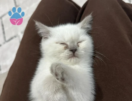 2 aylık bırıtısh yavru kedi - 9751 - Görsel 3
