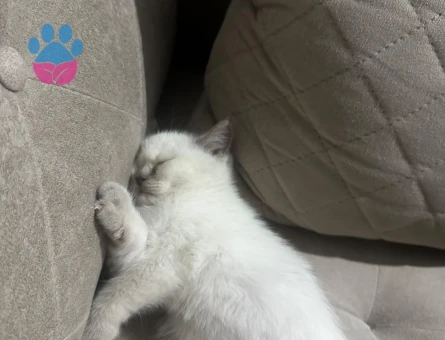 2 aylık bırıtısh yavru kedi - 9751 - Görsel 4