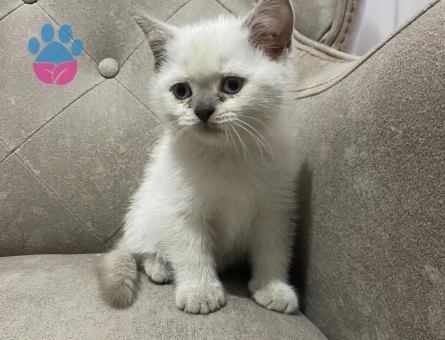 2 aylık bırıtısh yavru kedi - 9751 - Görsel 5