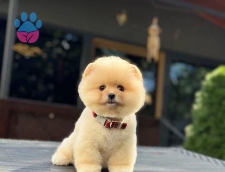 POMERANIAN ÜRETİM ÇİFTLİĞİNDEN - 9756 - Görsel 3