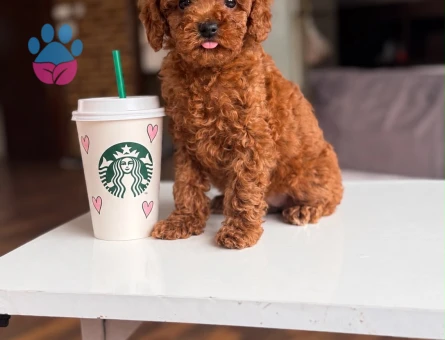 ORJINA POODLE - 9759 - Görsel 3