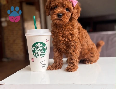 ORJINA POODLE - 9759 - Görsel 2