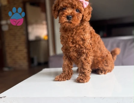 ORJINA POODLE - 9759 - Görsel 4