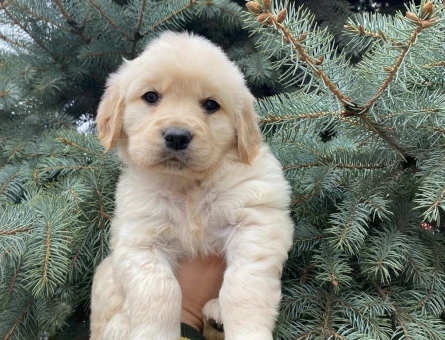 Pofuduk Golden Retriever Yavrumuza Güzel Bir Yuva - 9761