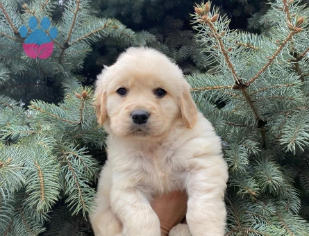 Pofuduk Golden Retriever Yavrumuza Güzel Bir Yuva - 9761 - Görsel 4