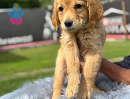 Golden Retriever Dişi ve Erkek Bebeklerimiz - 9762 - Görsel 2