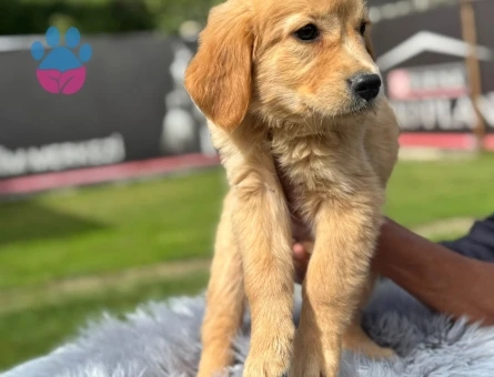 Golden Retriever Dişi ve Erkek Bebeklerimiz - 9762 - Görsel 3