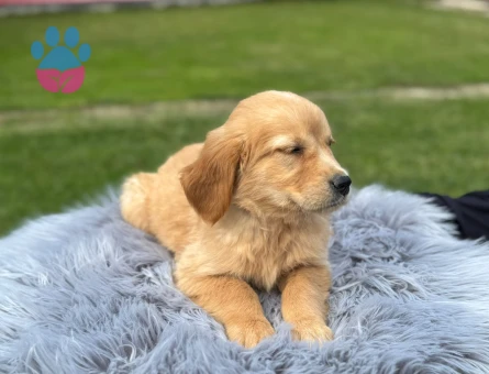 Golden Retriever Bebekler Dişi ve Erkek - 9763 - Görsel 3