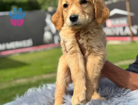 Golden Retriever Bebekler Dişi ve Erkek - 9763 - Görsel 2