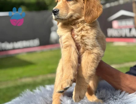 Golden Retriever Bebekler Dişi ve Erkek - 9763 - Görsel 4