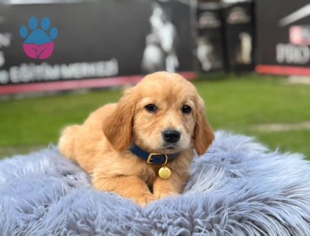 2 Aylık Bebekler Golden Retriever - 9764 - Görsel 3