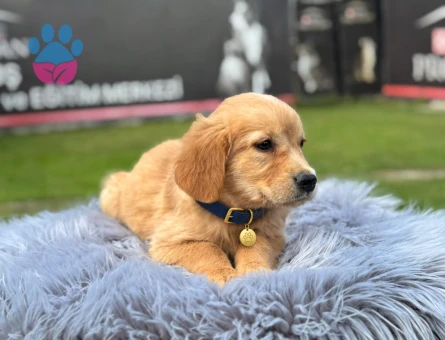 2 Aylık Bebekler Golden Retriever - 9764 - Görsel 4
