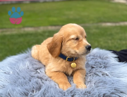 2 Aylık Bebekler Golden Retriever - 9764