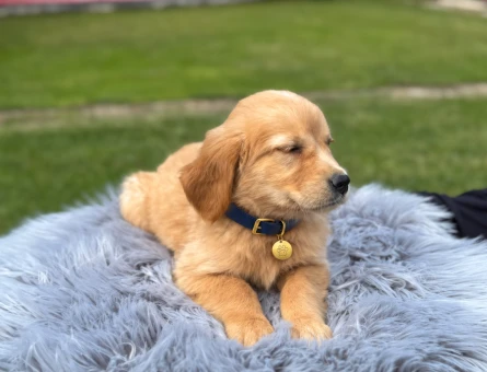 2 Aylık Bebekler Golden Retriever - 9764
