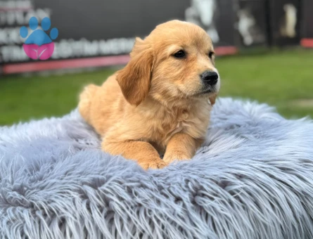 Dişi ve Erkek Yavrularımız Safkan Golden Retriever - 9765